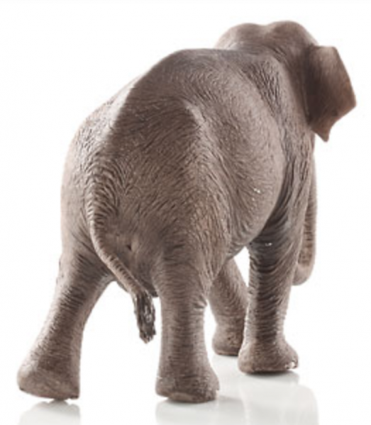 ELEFANTENKUH - ASIATISCH